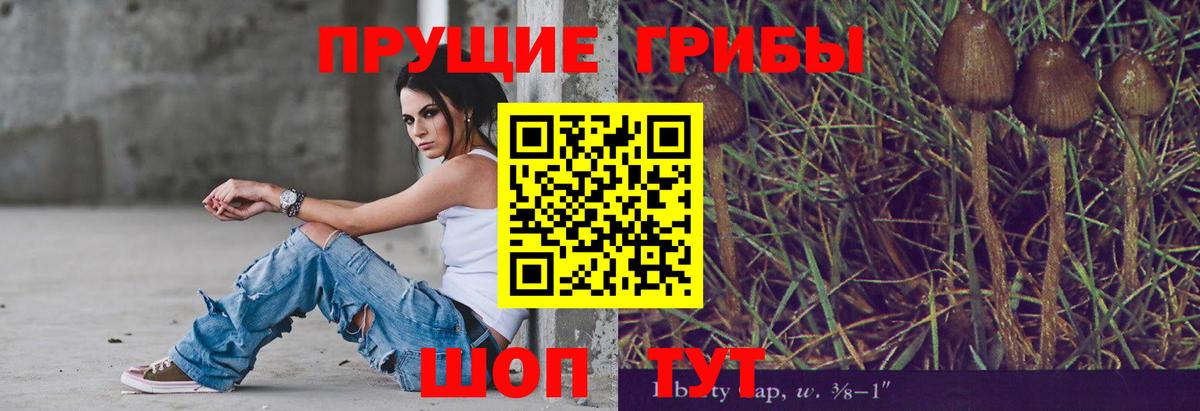 Псилоцибиновые грибы Psilocybe Псков